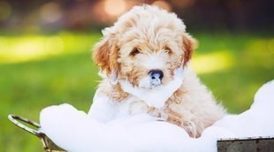 Cómo bañar a un perro que le tiene miedo al agua