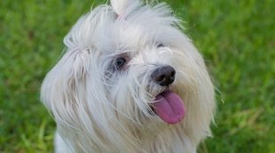 Cómo cuidar el pelo de un bichón maltés