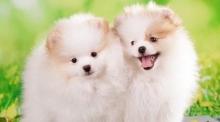 Cuidados básicos de un cachorro de pomerania