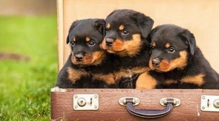 Cuidados de un rottweiler cachorro: todo lo que necesitas saber