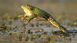 Ventajas e inconvenientes de tener una rana como mascota