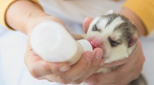 Cómo dar de comer a un cachorro con biberón