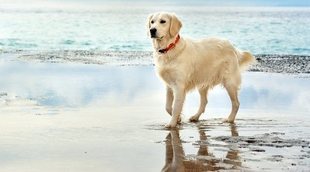 Tener un perro de caza como mascota: cuidados necesarios