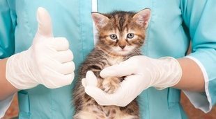 Todo lo que debes saber sobre la esterilización y castración en gatos