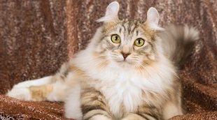 American curl: conoce todo sobre esta raza de felino