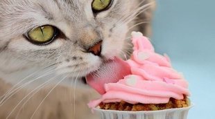 Recetas de tartas para gatos