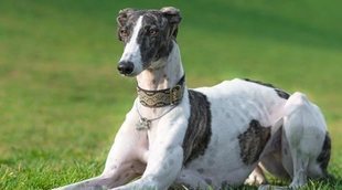 Razas de perro: Galgo español