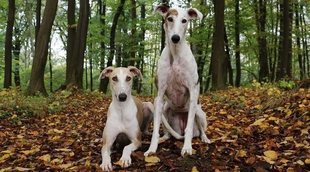 Tipos de Galgos: conoce todas las razas de este perro