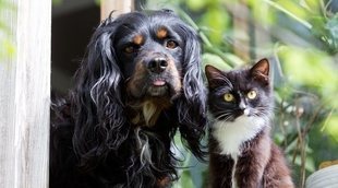 Métodos anticonceptivos para perros y gatos: una alternativa a la castración