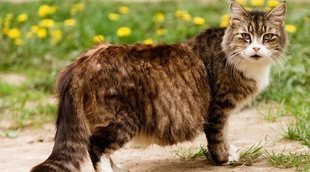 Cómo cuidar a una gata embarazada: trucos y consejos