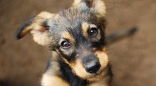 Qué hacer si tu perro o gato presiona la cabeza contra la pared