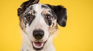 Razas de perro de pelo corto