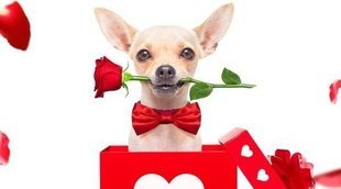 Regalos de San Valentín para tu mascota