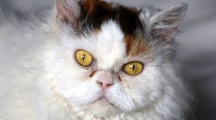 Razas de gato: Selkirk Rex