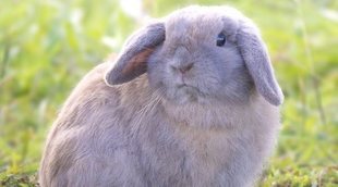 Holland Lop: Conoce todo sobre esta raza de conejo