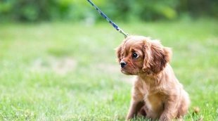 Cómo enseñar a pasear a un perro cachorro