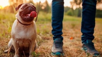 Cómo pasear correctamente a un perro