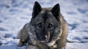 Razas de perro: Elkhound o cazador de alces noruego