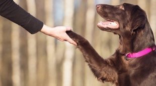 Técnicas de adiestramiento para perros