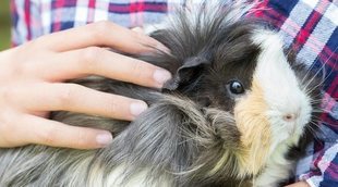 Cómo cuidar a una cobaya embarazada