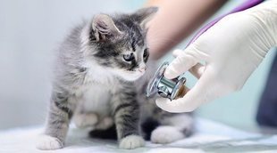 Artritis en gatos: síntomas y tratamiento