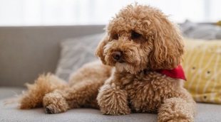 Caniche enano o Poodle: conoce esta raza de perro