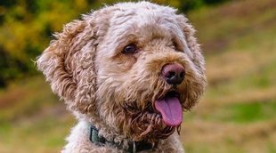 Razas de perros: Cockapoo o Cockerpoo