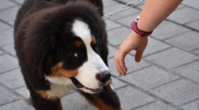 Cómo acercarse y cómo tratar a un perro desconocido