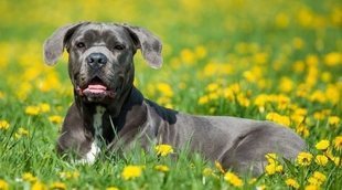 Razas de perro: Cane corso