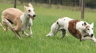 Razas de perros deportistas