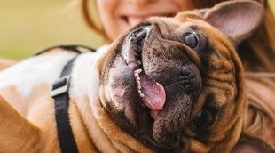 Cuánto cuesta mantener un perro como mascota