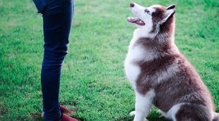 La educación de los perros: aspectos más relevantes