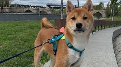 Cómo educar a un Shiba Inu