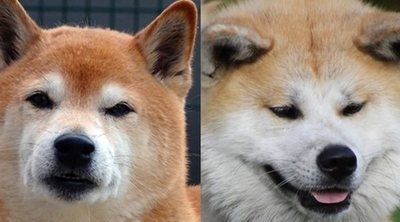 Diferencias entre Shiba Inu y Akita Inu