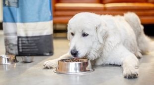 Tipos de pienso para perros según la edad