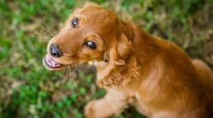 Personalidad de la raza de perro Cocker