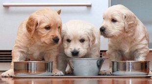 La importancia de la alimentación en perros cachorros