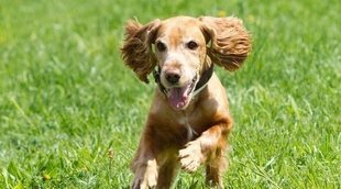 Cómo educar a un Cocker Spaniel: trucos y consejos