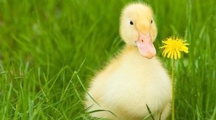 Problemas de salud en patos: todo lo que necesitas saber