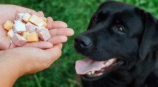 Medicamentos terminantemente prohibidos para perros