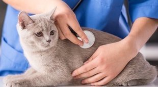 La primera visita al veterinario de tu mascota