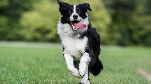 Tipos de la raza de perro Collie