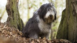 Razas de perro: Bearded Collie