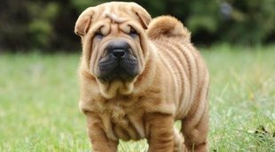 15 curiosidades de los perros Shar Pei