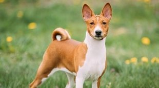 Razas de perro: Basenji