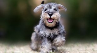 10 curiosidades sobre la raza de perro Schnauzer