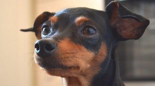 Razas de perro: Pinscher miniatura