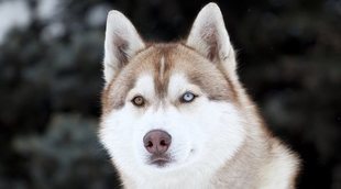 Enfermedades comunes del Husky siberiano