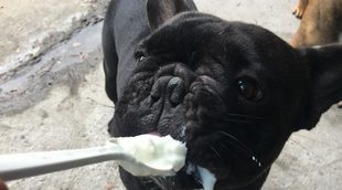 Yogur para perros: beneficios y aspectos a tener en cuenta