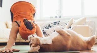 Doga: descubre el yoga para perros